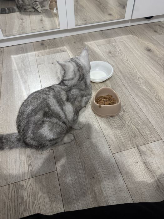 Кошка британская отдам даром