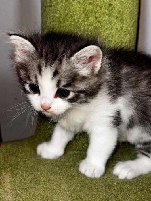 Котята в хорошие руки