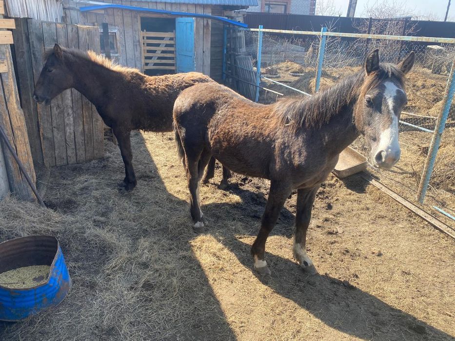 Продам 2 жеребчика