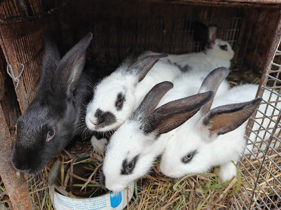 Кролики шиншиллы