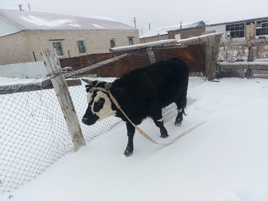 Продается быки. Букалар сатылады