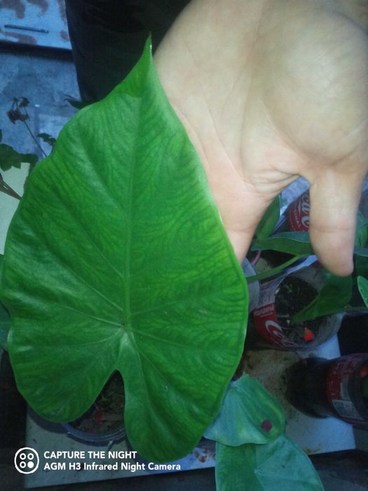 Продавам цветя Трилистник