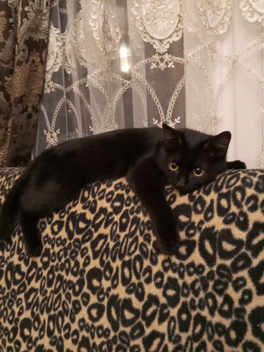 В дар котёнка 5 мес. Мальчик (Гоголя Муратбаева)