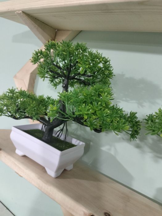 Декоротивные деревья , бонсай
