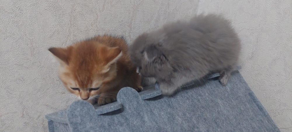 Предлагается кот золотая шиншилла для вязки.