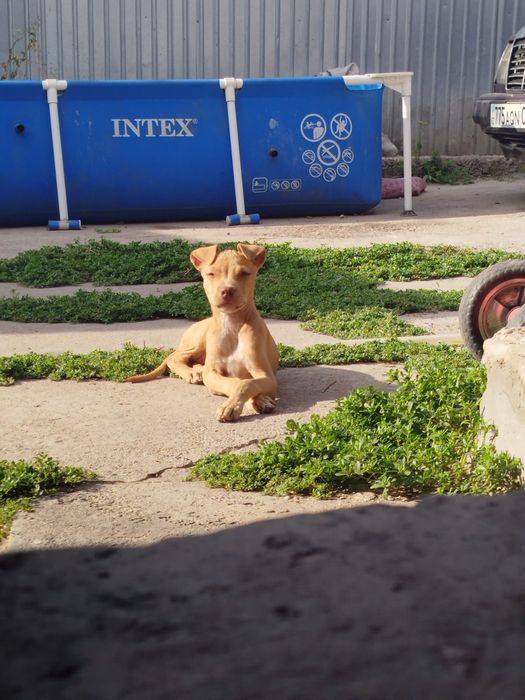 Продам Американского питбультейера!