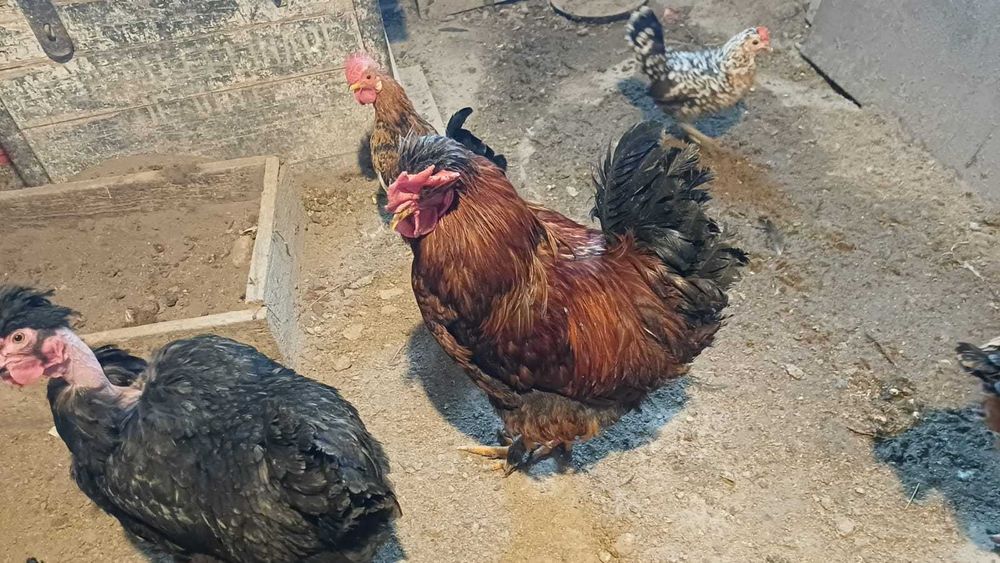 Cocoși de curte de vanzare