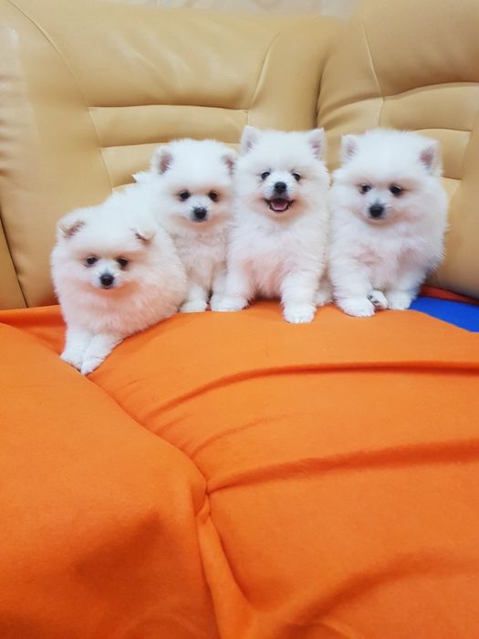 Померан померанчета Гр. София