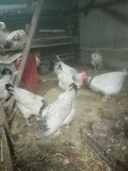 Инкубационные яйца