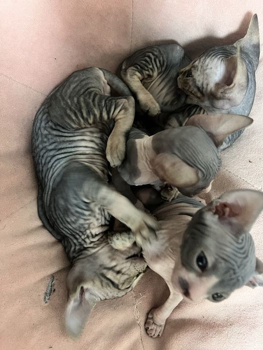 Продаются сфинксы  , девочки