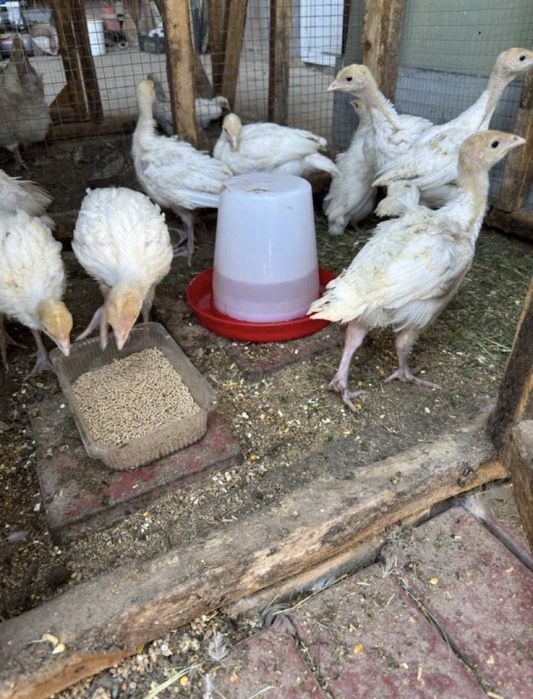 АРЗОН БИГ-6 курка жужалари30 КУНЛИК ‘оптом’ 1500та