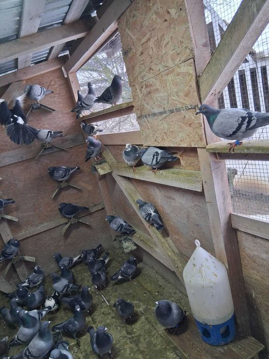 Disponibili porumbei 50 lei bucata