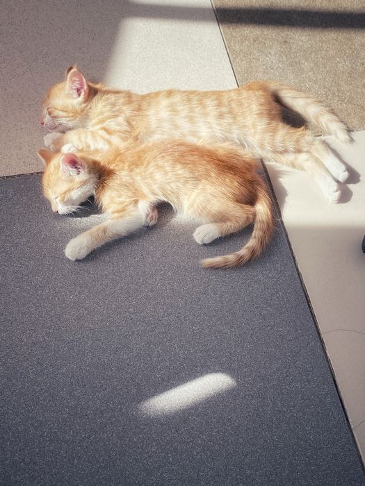 рыжие котята срочноо