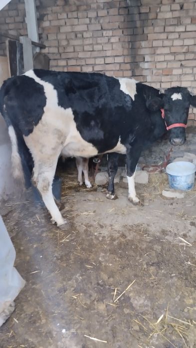 Ona bola sigir bolasi buqacha