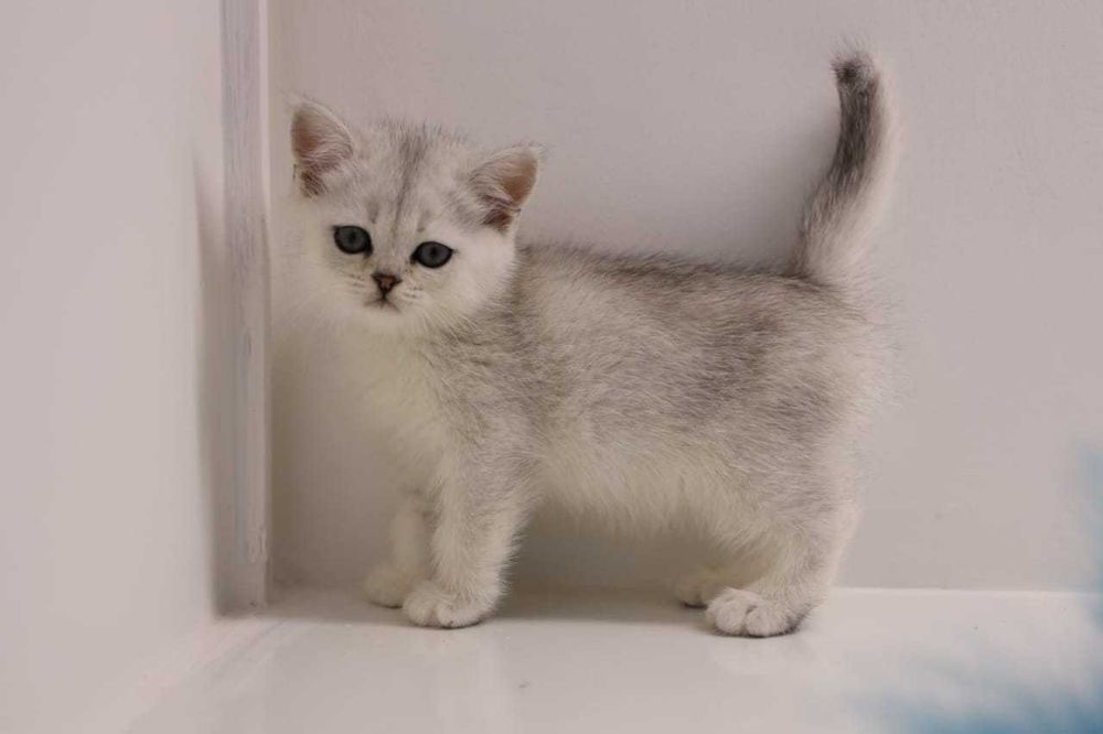 Бриташки очаровашки.