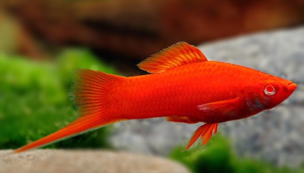 Продам меченосец самцы 5-7 см. Есть 4 шт