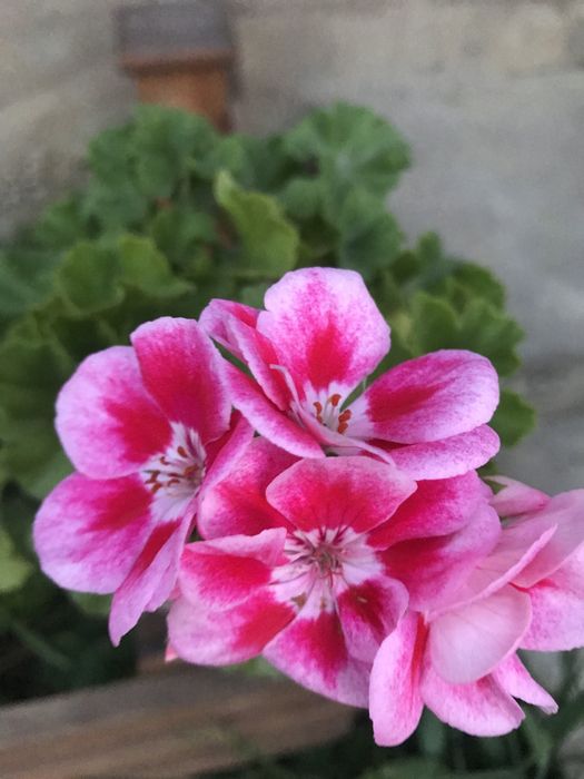 Продам герань , разная