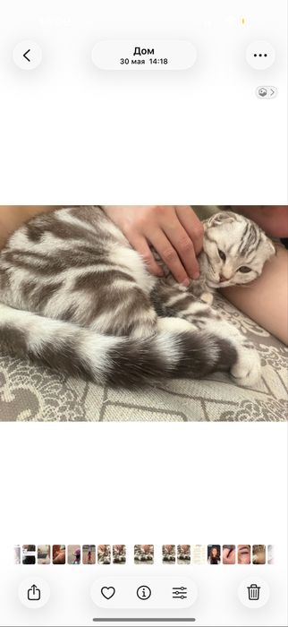 вислоухий шотландец