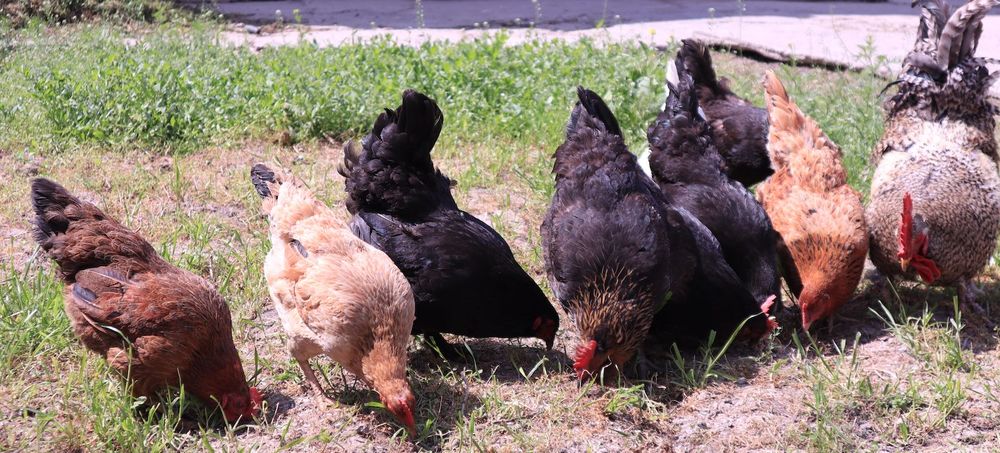 12 ta tovuq va bir xo'roz