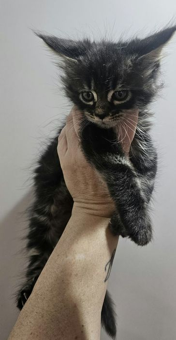 Котенок Мейнкун классик  80 тыс.