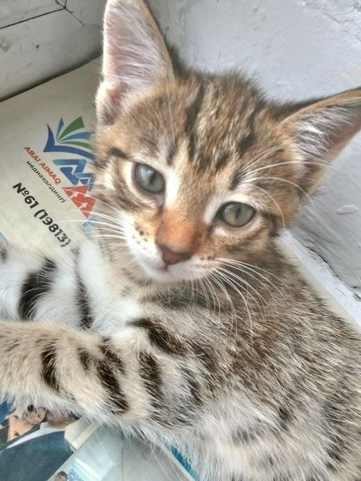 отдам в добрые руки котят