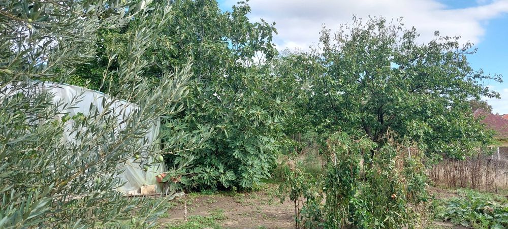 Продава се Къща в Игнатиево - 205 кв.м за 913 €/кв.м - Снимка #3