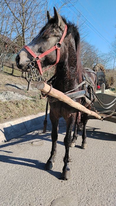 De vânzare mânz de un an și 6 luni