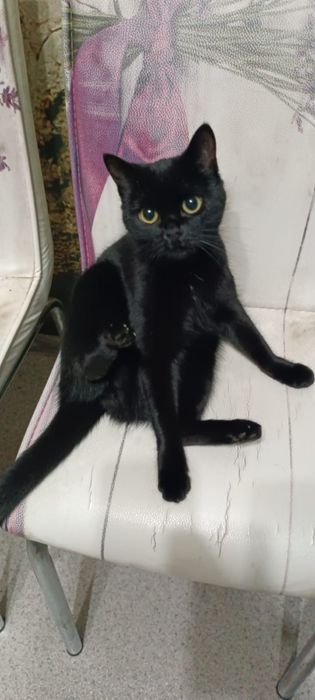 Котенка в добрые руки