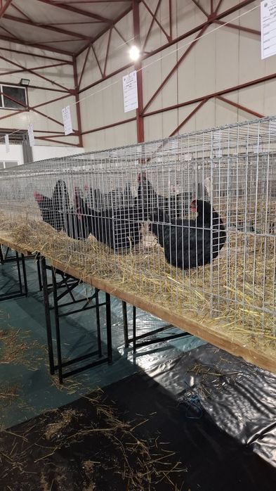 Pui si ouă  Jersey Giant,, Sussex HD si Porțelan ,Playmount.,Italiana