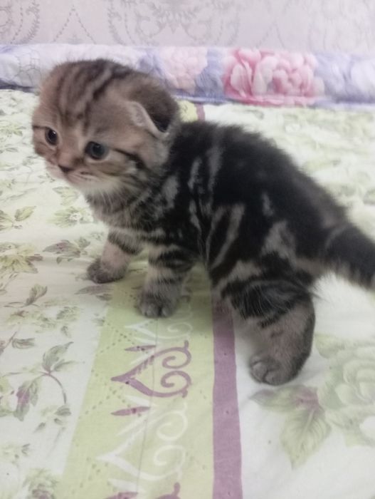 Продаются шотландские котята