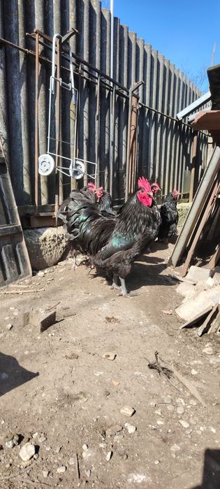 Ouă gaini australorp