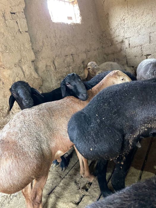 Qoylar bor arpa bugdoyla yep kotta bogan 30 kg dan 50 kggacha