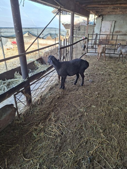 Qo’ylar sotiladi