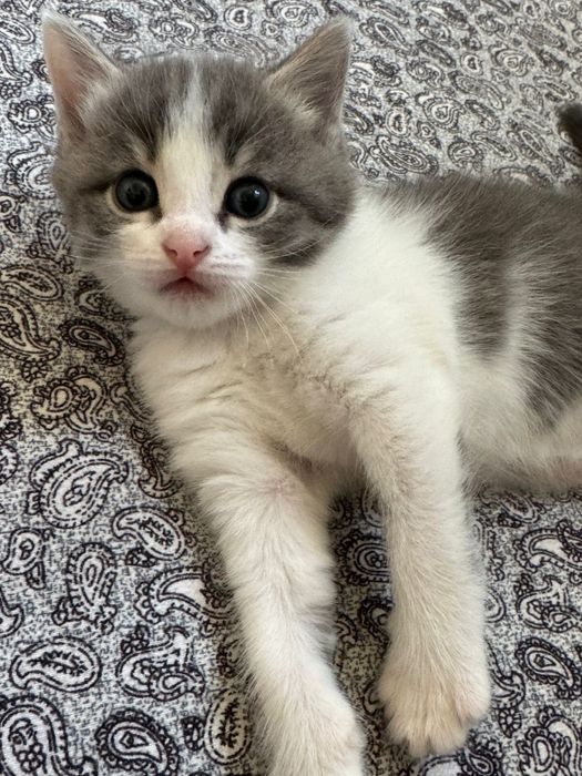 Особенный котёнок