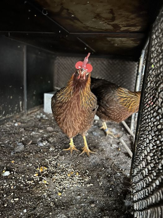 Familie gaini italiana potarnichie