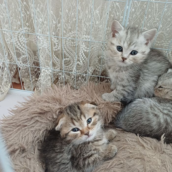 котята шотландцы