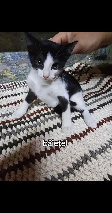 Pisici spre adopție