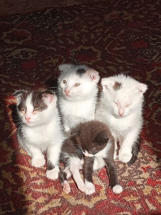 Отдам котят даром