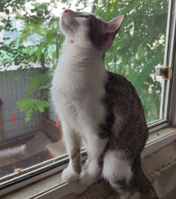 Котята в добрые ручки.