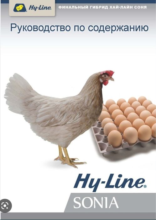 Хаммаси 100 % товук чикади. Хай-Лайн ва Ломан Сенди жужалари. Jojalar