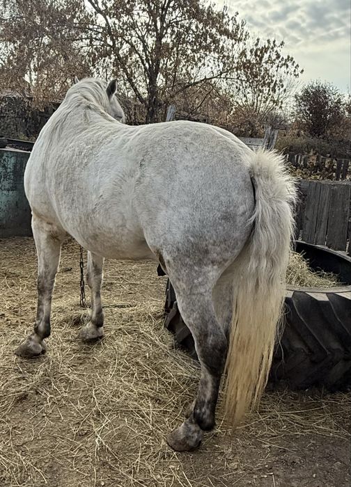 Жеребец 7 лет. На откорме.