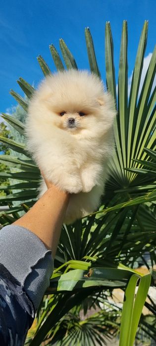 Померан померанче