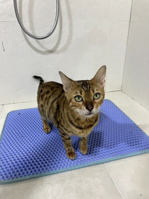 Bengal toza zot kichkina emas katta