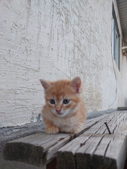 Отдам красивого котенка в добрые руки