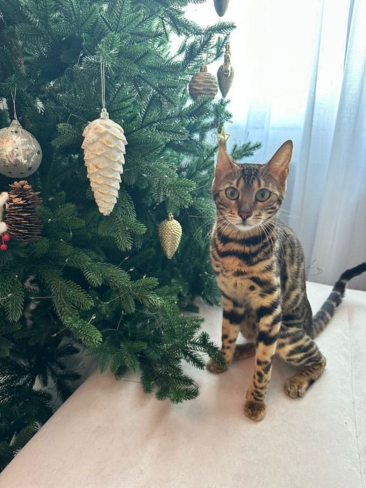 Элитные бенгалы для вас