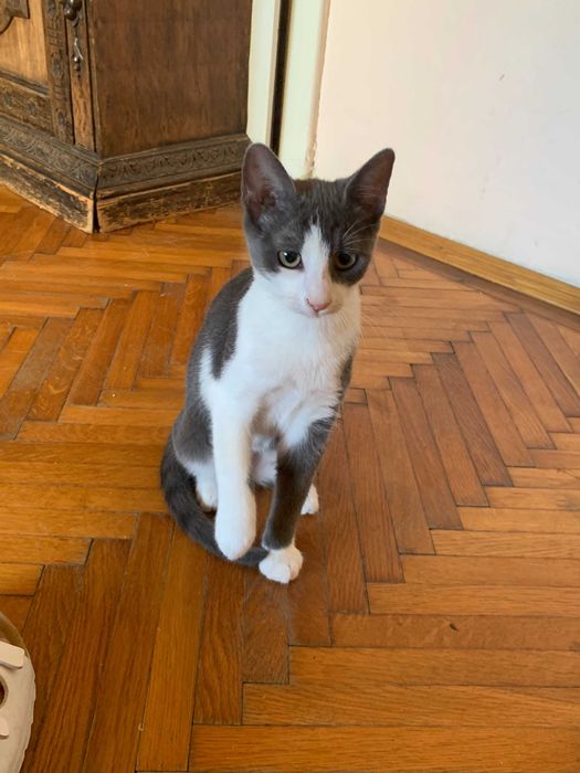 Sushi-Eleganta pisica(5luni) spre adoptie familie iubitoare.