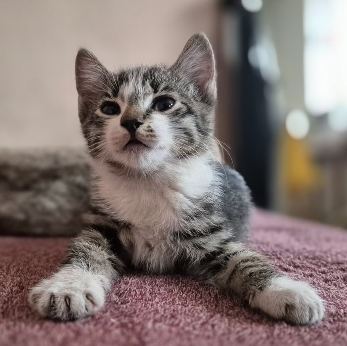 Отдам в добрые руки