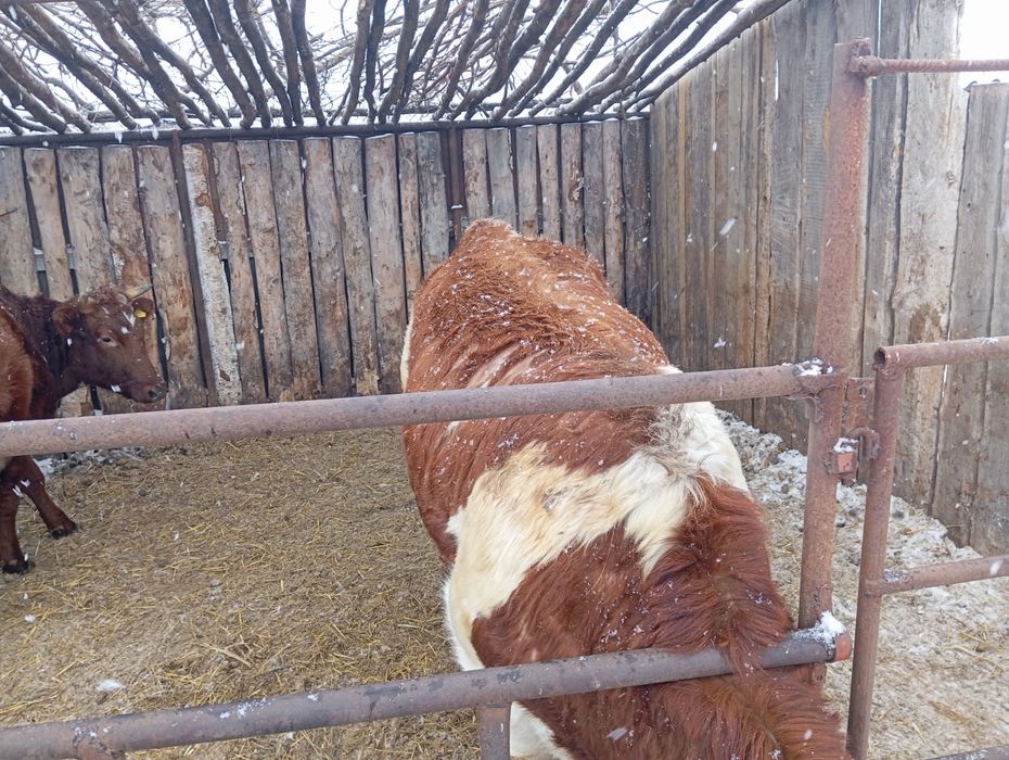 Продам Быка симментал
