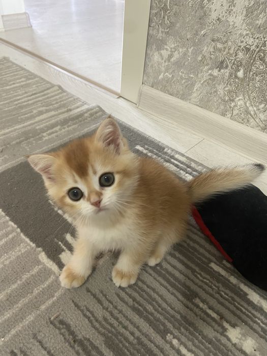 Котята золотые шиншиллы