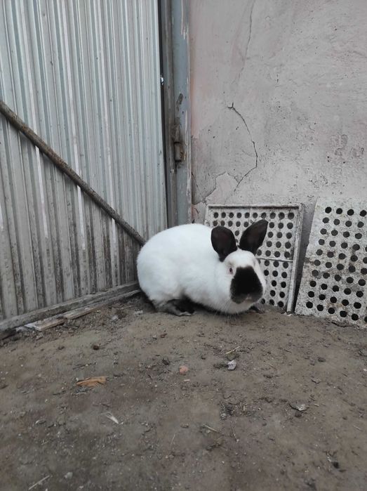 Iepuri Californieni rasa pura atâta tineret cat și maturi de vânzare !